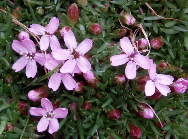 Vậy mà, có một loài hoa có tên khoa học “Silene acaulis”, còn được gọi là cây la bàn đã tìm ra được phương cách để sinh tồn với sức mạnh "ma thuật".