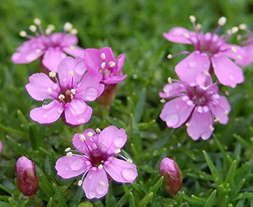 Nhưng khi mùa xuân quay trở lại, ánh sáng mặt trời lại chảy đầy trên khắp quần đảo, cũng là lúc cây la bàn Silene acaulis bung nở khoe vẻ đẹp diễm lệ.