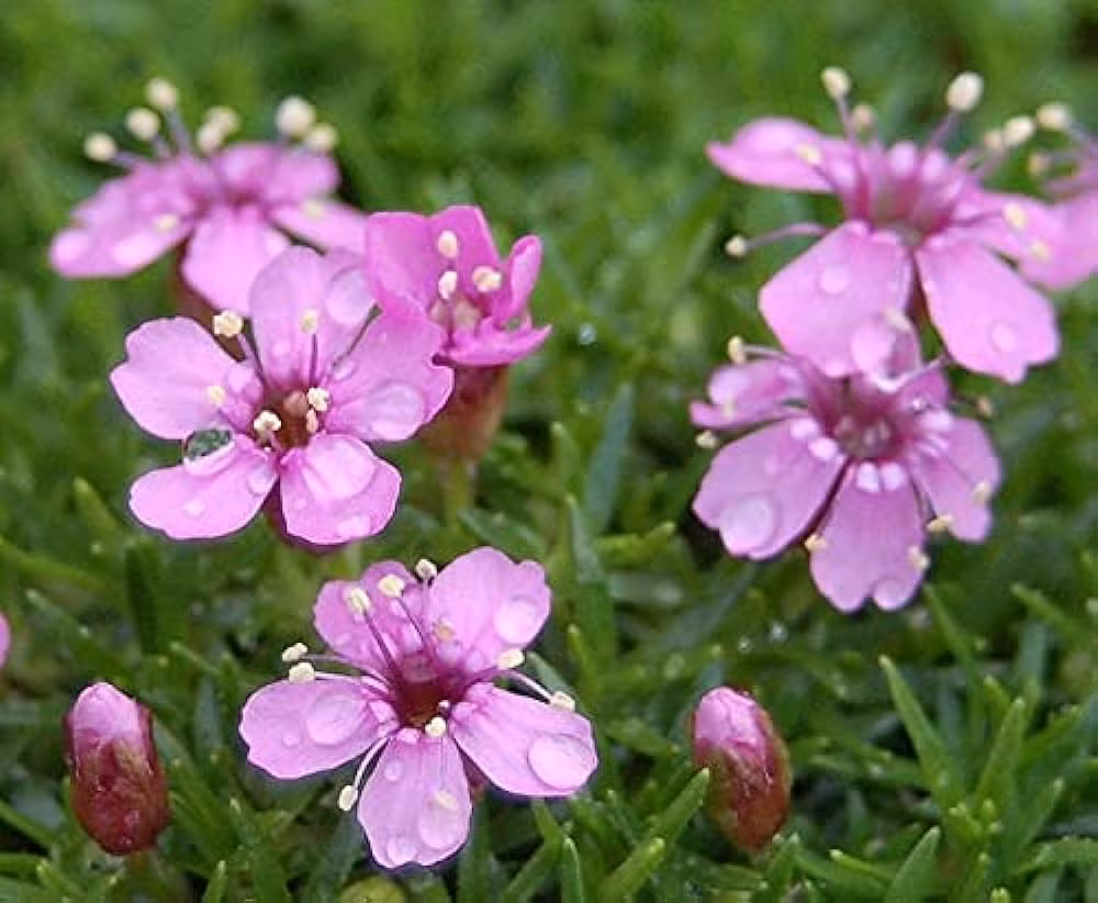 Nhưng khi mùa xuân quay trở lại, ánh sáng mặt trời lại chảy đầy trên khắp quần đảo, cũng là lúc cây la bàn Silene acaulis bung nở khoe vẻ đẹp diễm lệ.