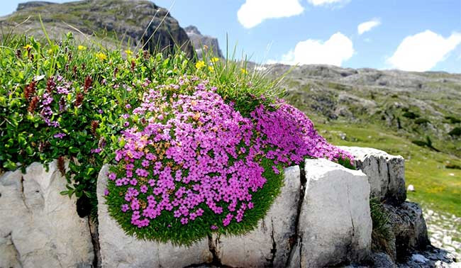 Nguồn nhiệt tích lũy trong cây la bàn không đều, mà sẽ cao hơn ở phía mái vòm nhìn về hướng nam so với ở hướng bắc. Nên mỗi bông hoa chỉ nở trong một tuần, nhưng cả cây sẽ nở hoa trong cả tháng”.