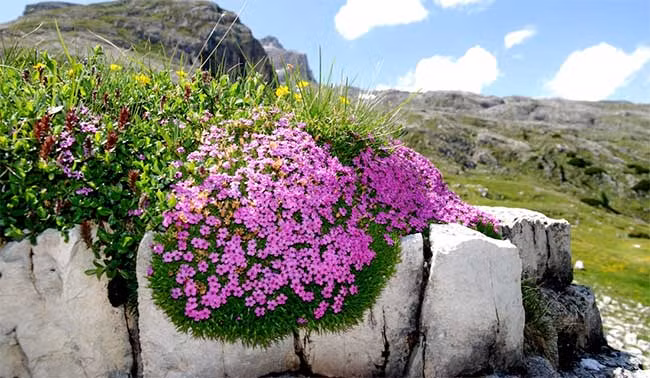 Nguồn nhiệt tích lũy trong cây la bàn không đều, mà sẽ cao hơn ở phía mái vòm nhìn về hướng nam so với ở hướng bắc. Nên mỗi bông hoa chỉ nở trong một tuần, nhưng cả cây sẽ nở hoa trong cả tháng”.