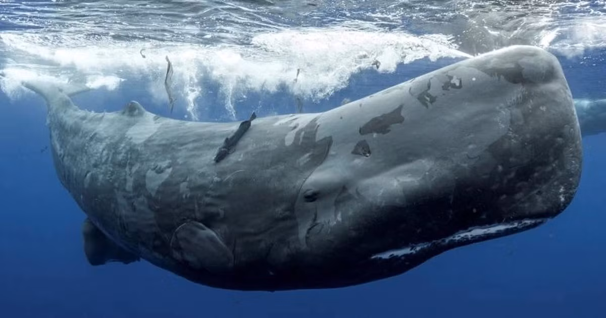 Cá nhà táng (Physeter macrocephalus) là một loài động vật có vú trong môi trường nước biển thuộc bộ cá voi. Chúng tồn tại trong các đại dương và là động vật có răng lớn nhất hành tinh.