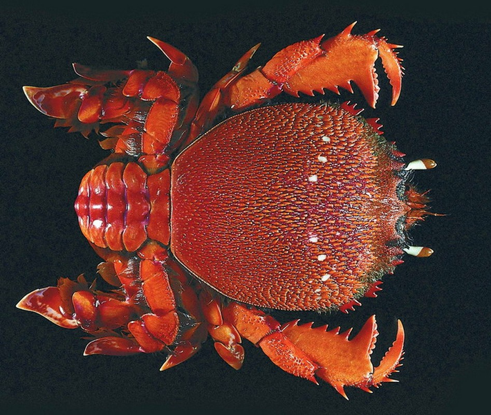 Cua huỳnh đế (Ranina ranina) là loài cua biển khổng lồ xuất hiện ở một số vùng biển phía Nam của Việt Nam. Loài cua này có thân mình khum tròn như mai rùa, màu sắc rực rỡ, bắt mắt. Những con cua huỳnh đế sống tại vùng biển nước sâu có thể nặng hơn 1kg.