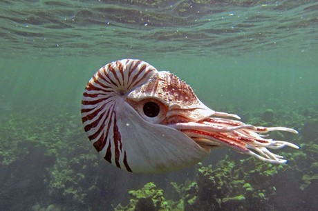 Ốc anh vũ (Nautilus pompilus) được giới khoa học coi là một “hóa thạch sống” trong thiên nhiên, vì chúng thay đổi rất ít so với tổ tiên cách đây 400-500 triệu năm. Tại Việt Nam, sinh vật này được ghi nhận tại vùng biển Khánh Hòa, Bà Rịa - Vũng Tàu, số lượng ngày càng hiếm do bị khai thác quá mức.