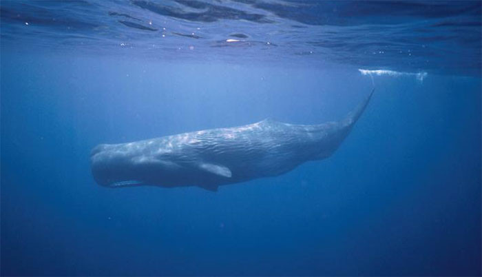 Chiều dài của những con trưởng thành có thể lên tới hơn 20m, nặng 60 tấn. Tại Việt Nam, thi thoảng có những xác cá nhà táng dạt vào bờ biển và được ngư dân chôn cất.