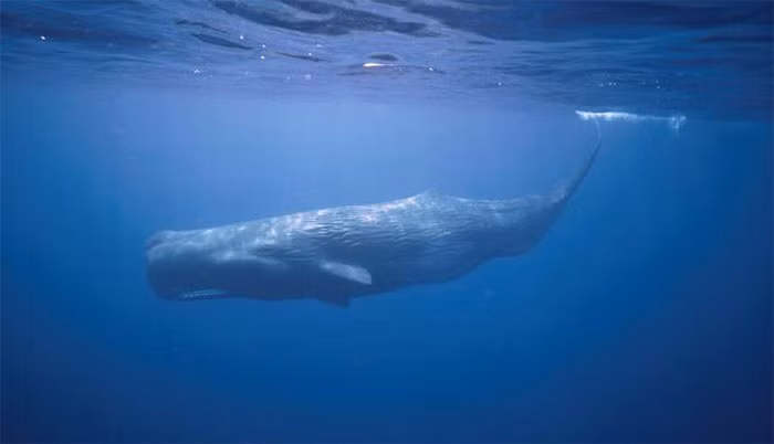 Chiều dài của những con trưởng thành có thể lên tới hơn 20m, nặng 60 tấn. Tại Việt Nam, thi thoảng có những xác cá nhà táng dạt vào bờ biển và được ngư dân chôn cất.