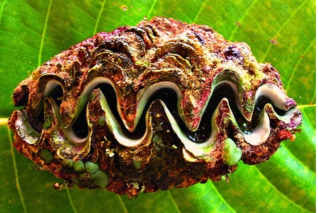 Nghêu khổng lồ phương Nam sinh sống chủ yếu ở vùng biển nhiệt đới ở Đông Nam châu Á và phía Nam Australia, trong đó có khu vực Biển Đông của Việt Nam. Nghêu khổng lồ phương Nam đã được đưa vào danh mục những loài sinh vật biển quý hiếm, được bảo vệ đặc biệt ở Việt Nam.