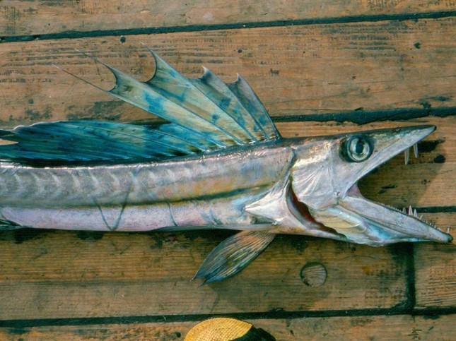 Vào tháng 5 năm 2014, những người đi biển đến thăm Bến tàu Jenette ở Bắc Carolina, Mỹ đã phải đối mặt với một con cá có răng nanh nhọn hoắt. Nó được xác định là một loài cá mũi dài (Alepisaurus ferox ), một loài săn mồi về đêm không phổ biến thường ở xa bờ. Ảnh trong bài: Metro, APM Sarawak, Daily mail.