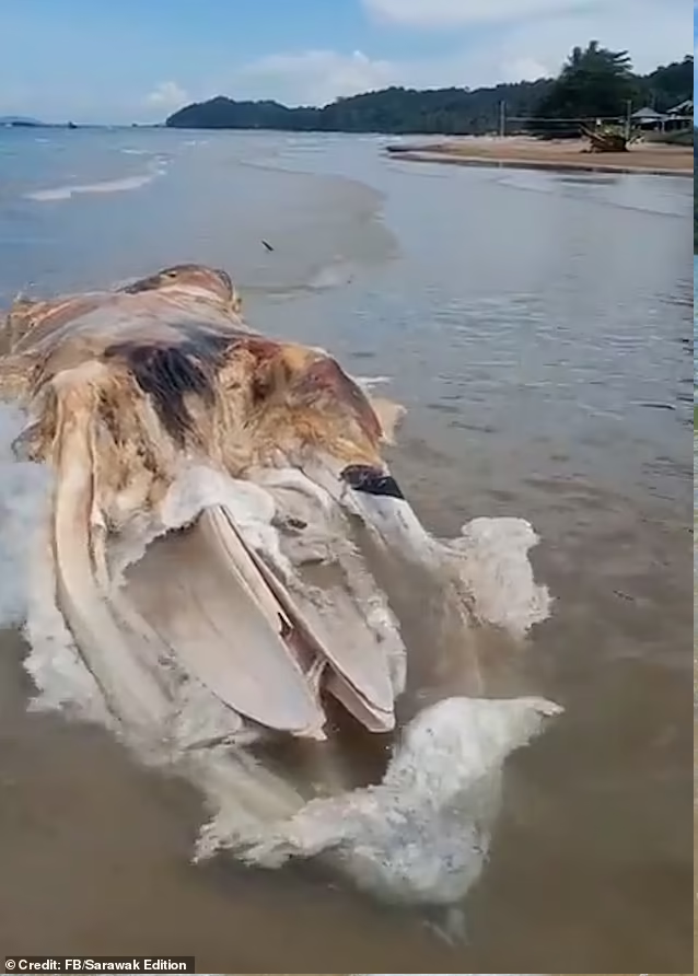 Tuy nhiên, để xác định rõ hơn nguồn gốc của khối thịt này, các nhà khoa học sẽ tiến hành lấy mẫu xét nghiệm ADN.