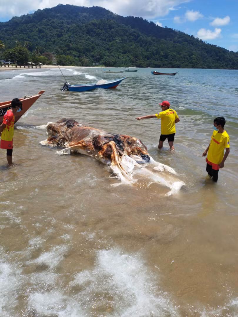 Theo Live Science, những khối như thế này còn được gọi là "đốm màu" và thường là hài cốt đã phân hủy của cá voi, cá mập hoặc bạch tuộc.