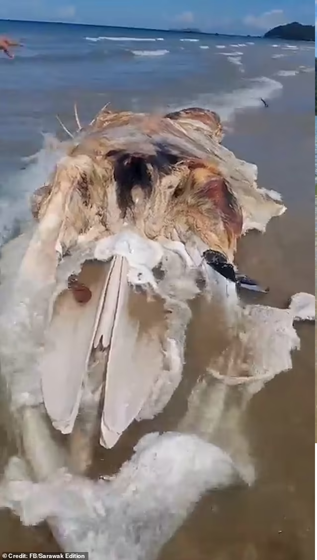 Cho đến thời điểm này, sinh vật kỳ dị này vẫn là một câu hỏi bí ẩn.