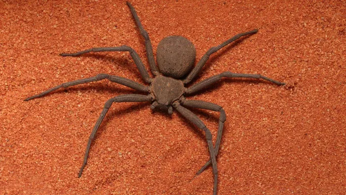 Sau vài giờ đồng hồ, nạn nhân sẽ bị liệt hoặc tử vong trong những cơn đau đớn vượt ngoài sức chịu đựng.