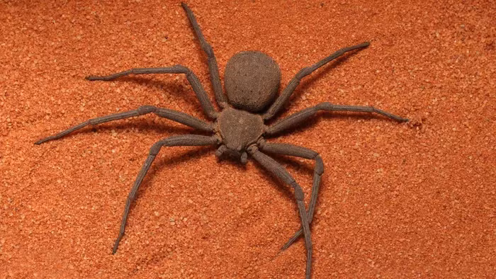 Sau vài giờ đồng hồ, nạn nhân sẽ bị liệt hoặc tử vong trong những cơn đau đớn vượt ngoài sức chịu đựng.