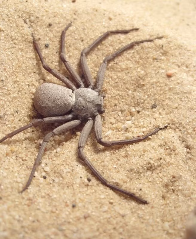 Độc tố của loài nhện này có thể phá vỡ hồng cầu, làm hoại tử, vỡ mạch máu, phá hủy mô. Đối với loài người, chúng thực sự là một sát thủ. Ngay sau khi bị chúng cắn, nạn nhân sẽ có cảm giác đau đớn tột cùng.