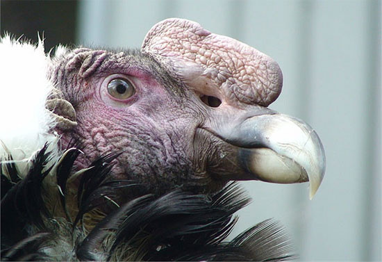 Môi trường sống của thần ưng Andes chủ yếu bao gồm đồng cỏ mở và núi cao các khu vực lên đến 5.000 m (16.000 foot) trên mực nước biển.