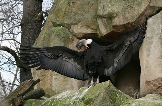 Chúng đạt đến độ tuổi trưởng thành về mặt sinh dục khi được 5 hoặc 6 tuổi và làm tổ ở độ cao lên đến 5.000 m, thường là trên các gờ đá không thể tiếp cận.