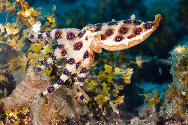 Nếu ăn phải bạch tuộc đốm xanh, thời gian ủ bệnh sẽ từ 30 phút tới 3 tiếng. Còn nếu bị bạch tuộc đốt thì triệu chứng sẽ xuất hiện chỉ sau từ 1-5 phút và gây tử vong từ 5-10 phút.