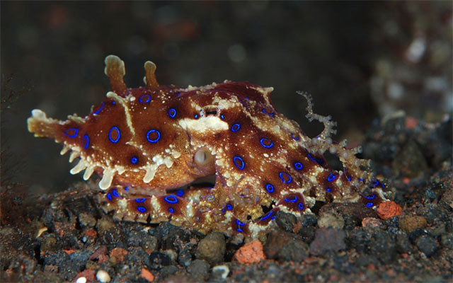 Chất độc của bạch tuộc đốm xanh vẫn có thể tồn tại ở nhiệt độ cao hay đã chết. Chất tetrodotoxin chủ yếu có trong nước bọt của bạch tuộc, đồng thời còn có ở các phần mềm khác ở thân.