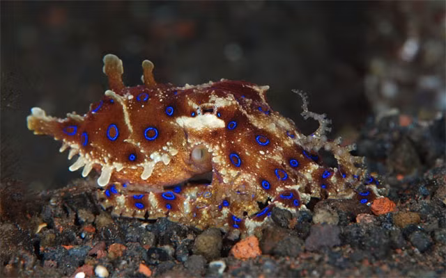 Chất độc của bạch tuộc đốm xanh vẫn có thể tồn tại ở nhiệt độ cao hay đã chết. Chất tetrodotoxin chủ yếu có trong nước bọt của bạch tuộc, đồng thời còn có ở các phần mềm khác ở thân.