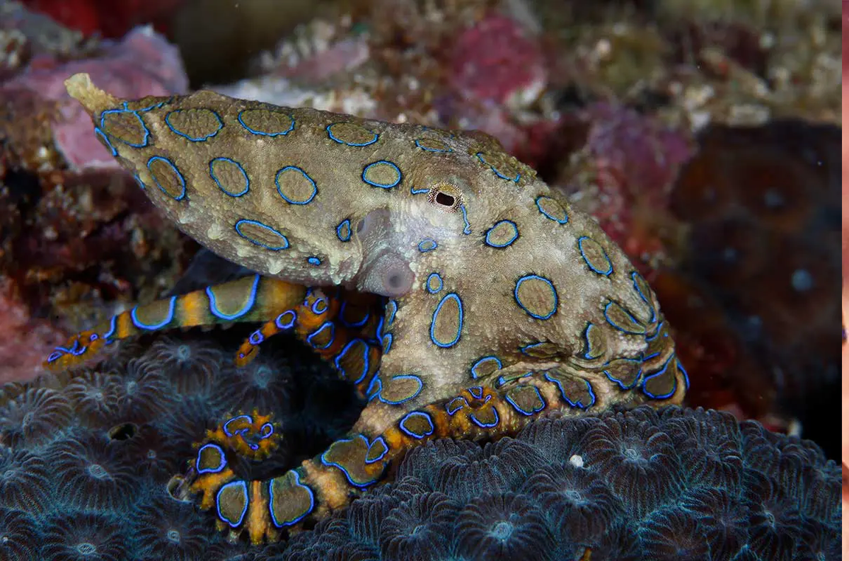 Điều may mắn, dù bạch tuộc đốm xanh tuy có nọc độc rất cao nhưng nó chỉ gây nguy hiểm cho con người khi bị bắt hoặc ăn thịt.