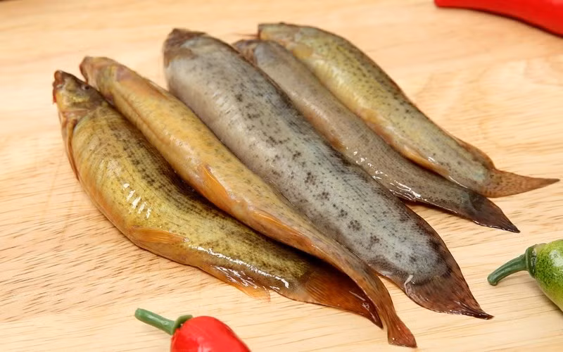 Theo Đông y, cá chạch có vị ngọt, tính bình, bổ dương, viêm gan, vàng da, mụn nhọt, lở loét, suy giảm tình dục ở nam giới, rối loạn xuất tinh. Người mắc bệnh gan thận mạn tính ăn cá chạch rất tốt.