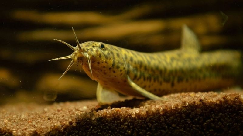 Theo Viện Dinh dưỡng quốc gia, cá chạch là thủy sản giàu chất đạm, canxi, phốt pho, ít mỡ.