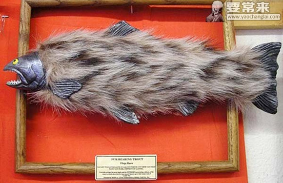 Trên lý thuyết, cá hồi không thể mọc lông nhưng trong thực tế, nếu thực sự cá có lông thì đó không hẳn là một điều tốt.