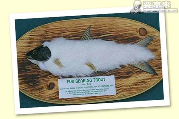 Nhiều nhà khoa học cho rằng, một số loài vi khuẩn và nấm mốc phát triển trong cơ thể loài cá hồi và phát triển ra ngoài giống như lông mao trên cơ thể.