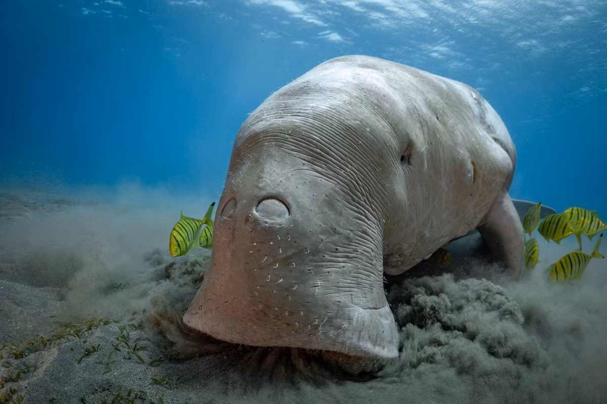 Ở Việt Nam, Bò biển, còn gọi là cá cúi hay dugon (Dugong dugon) là một loài vật độc đáo và quý hiếm sinh sống ở các vùng biển Côn Đảo và Phú Quốc cũng là một loài cá có lông.