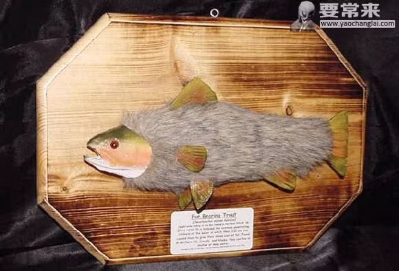 Thực tế, bất kỳ loài động vật nào có lông sống trên mặt đất đều không có gì đáng ngạc nhiên, trừ loài cá. Một con cá có lông như thỏ hay chuột bơi lội tung tăng trong nước thực sự là một hình ảnh rất kỳ dị.