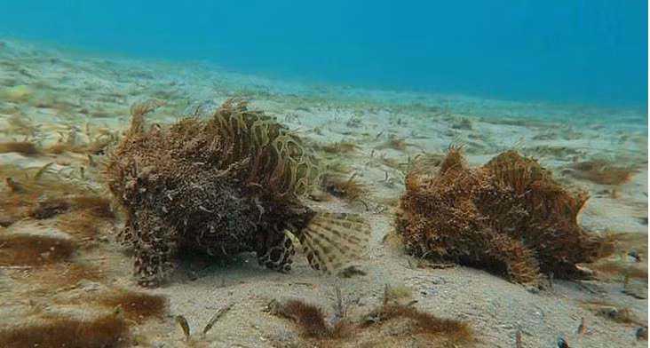 Một phụ nữ trong lúc lặn biển gần Palm Beach, Florida (Mỹ) đã phát hiện hai con cá 'lông lá' đang bước đi dọc đáy biển. Theo các chuyên gia sinh vật biển, đây là loài cá ếch lông, được mệnh danh là một trong những loài cá kỳ lạ và hấp dẫn nhất đại dương. Ảnh: dailymail.co.uk.