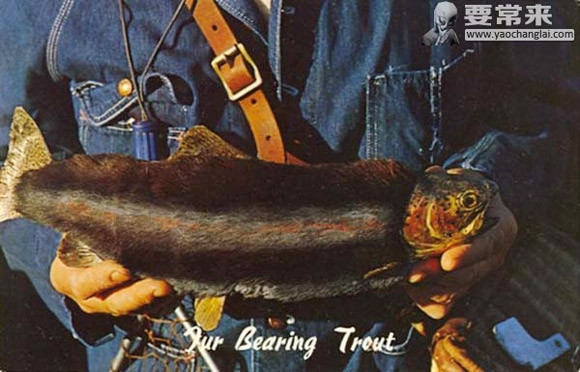 Giả thuyết khác cho rằng, do chính phủ cho rắc một số hóa chất để phục hồi lượng tảo và rêu trong các hồ nước dẫn đến việc cá mọc lông trên cơ thể.