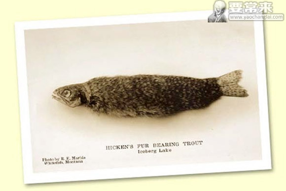 Đã có rất nhiều các nhà động vật học trên khắp thế giới tiến hành nghiên cứu về các loài cá có lông qua nhiều thập kỷ.