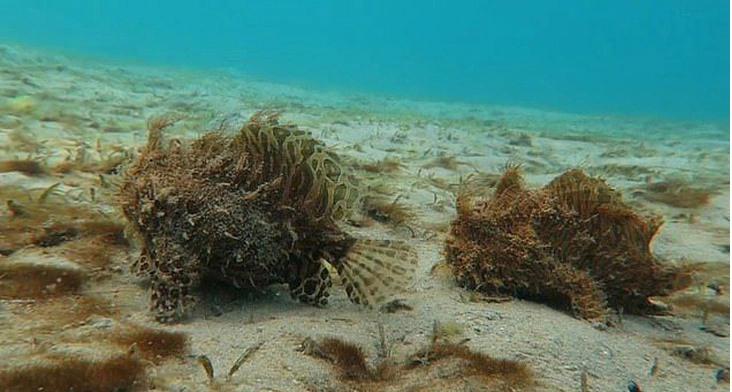 Một phụ nữ trong lúc lặn biển gần Palm Beach, Florida (Mỹ) đã phát hiện hai con cá 'lông lá' đang bước đi dọc đáy biển. Theo các chuyên gia sinh vật biển, đây là loài cá ếch lông, được mệnh danh là một trong những loài cá kỳ lạ và hấp dẫn nhất đại dương. Ảnh: dailymail.co.uk.