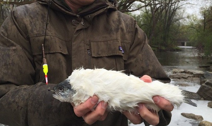 Một người đàn ông 41 tuổi ở Mỹ đã câu được một con cá mình đầy lông lá sống ở hồ Michigan vùng Wisconsin (Mỹ). Trừ phần đầu, toàn bộ cơ thể của con cá kì dị này đều mọc lông trắng như thỏ.