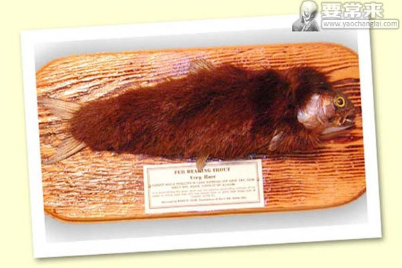 Bởi phần lông đó không giúp chúng ấm áp hơn trong môi trường giá lạnh mà còn làm giảm tốc độ bơi của chúng, khiến chúng phải lãng phí một lượng năng lượng lớn.