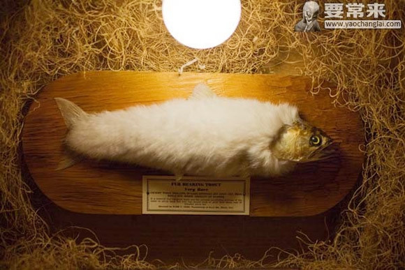 Có giả thuyết cho rằng, Bắc Mỹ là khu vực rất lạnh, đặc biệt khu vực hồ và sông tại đây nước thường có băng giá dẫn đến việc cá có lông để giữ cho nhiệt độ cơ thể được ổn định.