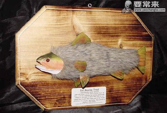 Thực tế, bất kỳ loài động vật nào có lông sống trên mặt đất đều không có gì đáng ngạc nhiên, trừ loài cá. Một con cá có lông như thỏ hay chuột bơi lội tung tăng trong nước thực sự là một hình ảnh rất kỳ dị.