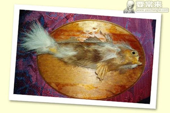 Sau khi các loại nấm và vi khuẩn phát triển khắp cơ thể cá hồi, chúng nhiễm độc nặng và chết, sau đó dạt vào bờ và khiến nhiều người cho rằng chúng có lông.