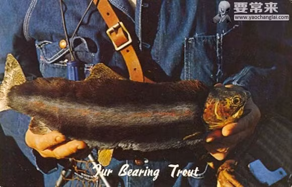 Giả thuyết khác cho rằng, do chính phủ cho rắc một số hóa chất để phục hồi lượng tảo và rêu trong các hồ nước dẫn đến việc cá mọc lông trên cơ thể.