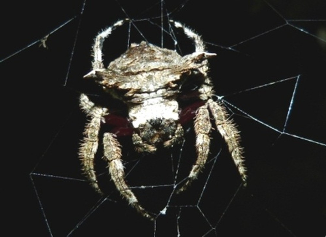 Các nhà khoa học đang hướng đến tạo ra "loại sợi tương lai" từ tơ nhện và mục tiêu của họ là cho ra đời sản phẩm có đặc tính giống chiếc mạng của nhện vỏ cây Darwin.