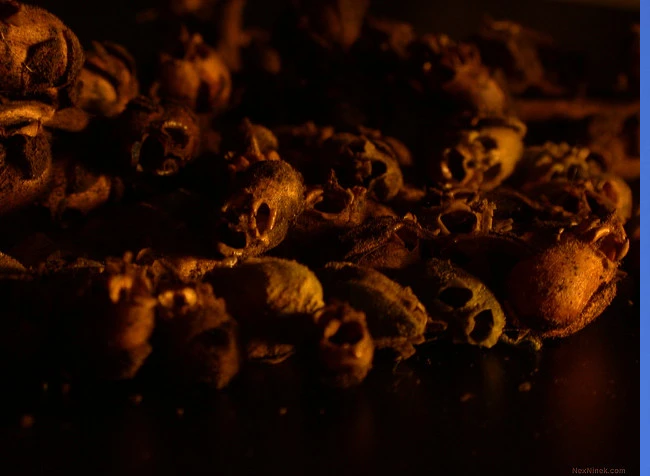 Nhiều người lại cho rằng, rắc đài hoa đầu lâu xung quanh nhà sẽ giúp con người tránh được khỏi tà ma.