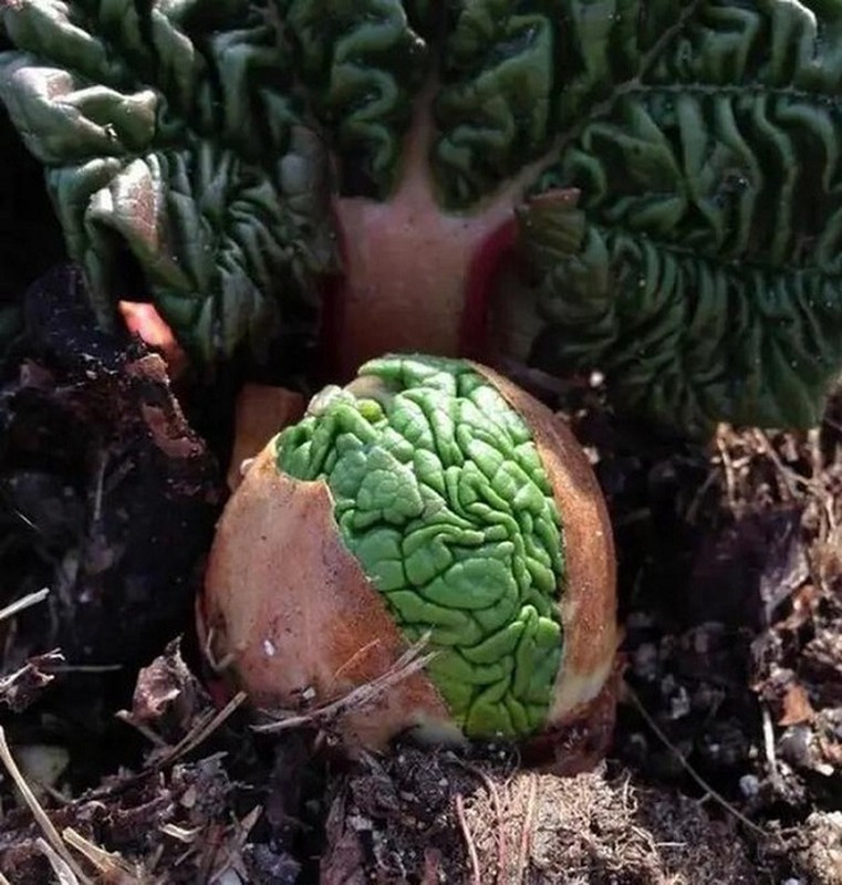 Thật khó tin, nhưng đây là chồi của cây rhubarb (đại hoàng). Khi được zoom cận cảnh, nó trông hệt bộ não người khiến không ít người ghê rợn.