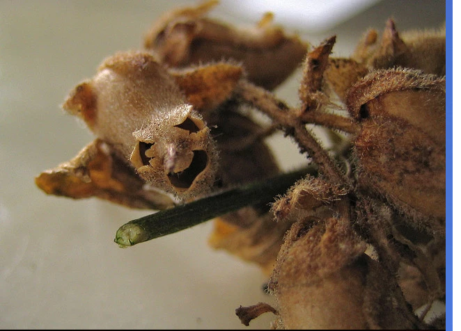 Trong thời kỳ Victoria, cũng chỉ vì hình dáng xấu xí mà hoa đầu lâu này thường bị coi là biểu tượng của sự lừa dối, nghi ngờ.