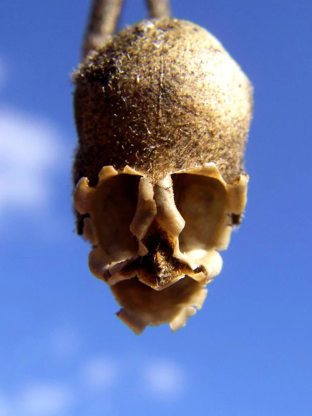 Loài hoa này là kim ngư thảo hay Antirrhinum, hoa mõm chó mọc nhiều ở vùng đất đá khắp châu Âu, Mỹ và Bắc Phi. Khi còn tươi, loài hoa này cũng rất rực rỡ. Thế nhưng khi hoa tàn lại "hiện nguyên hình" thành một hình ảnh khủng khiếp, không khác gì một cái đầu lâu.