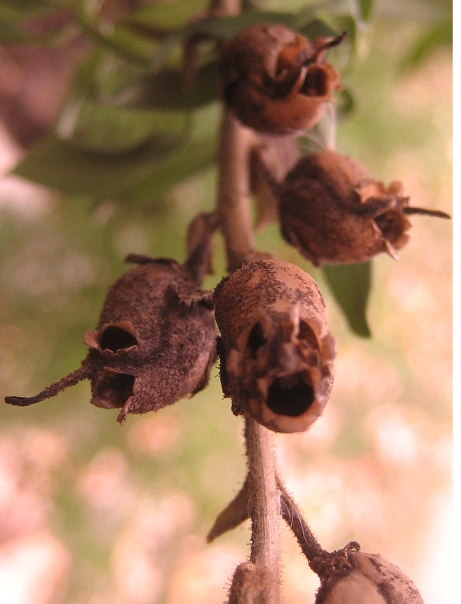 Tương truyền, những ai mang theo một bông hoa đầu lâu trong người sẽ đều trở nên quyến rũ đến mê hồn.