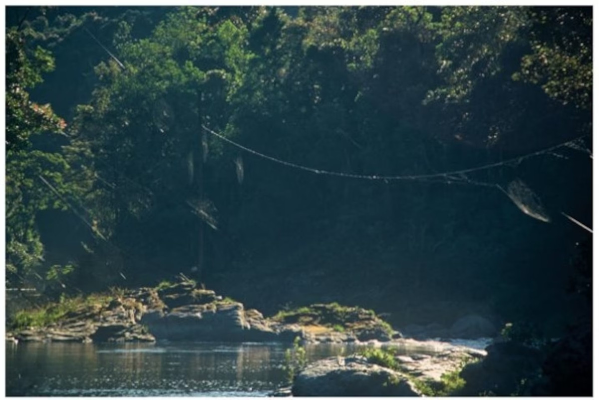 Để tạo nên chiếc mạng, nhện cái bắn một sợi tơ kéo dài liên tục từ một bên bờ sông. Luồng không khí sẽ thổi sợi tơ sang bên kia bờ sông và tạo nên một chiếc cầu.