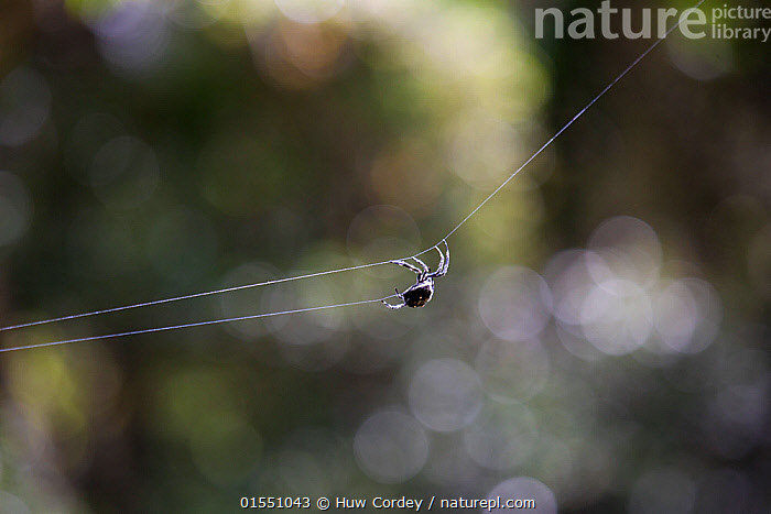 Tại sao những chiếc mạng nhện lại có kích thước lớn đến vậy là câu hỏi thú vị mà các nhà khoa học chưa tìm ra lời giải.
