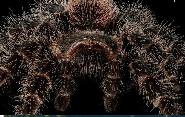 Cận cảnh đầu một con nhện vỏ cây có khả năng siêu đặc biệt.