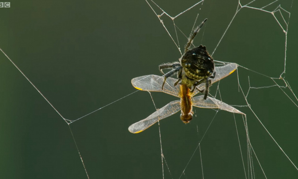 Với chiếc bẫy tơ siêu dai dính này, nhện vỏ cây Darwin có thể bắt hàng chục con chuồn chuồn, phù du và nhiều loại côn trùng giàu năng lượng khác sống trên mặt nước.